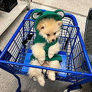 Leo joined the competition — help win amazing prizes! puppy, dog, shopping_cart, green_hoodie, costume, cute, fluffy, pet, store, blue, floor, animal, indoor, small_dog, fur, eyes, ears, seat, resting, looking