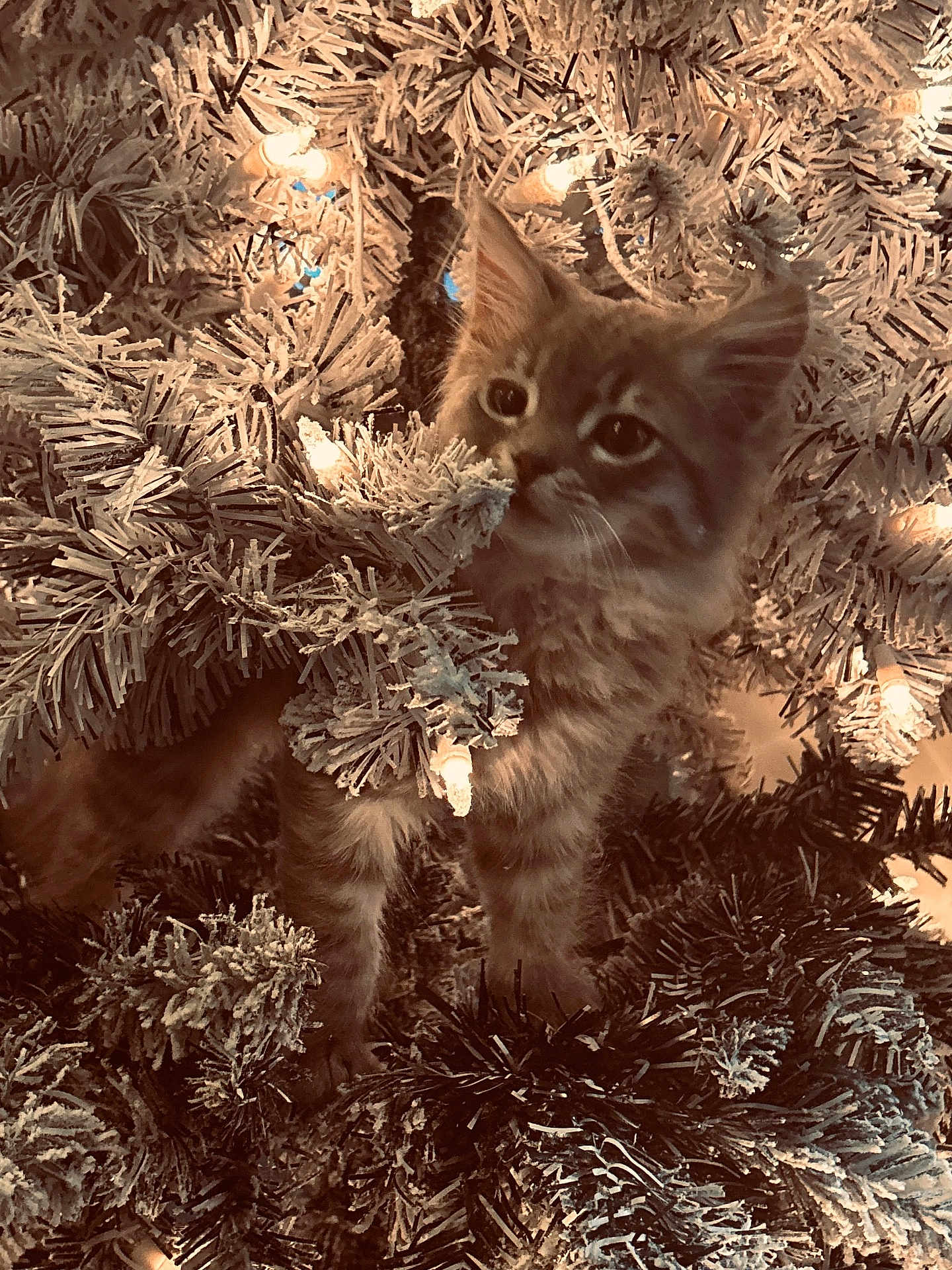 Bichotazo joined the competition — help win amazing prizes! kitten, cat, christmas_tree, holiday_lights, pine_needles, frosted_branches, pet, animal, cute, curious, indoor, warm_lighting, festive, decorations, tree, playful, furry, small, adorable, christmas