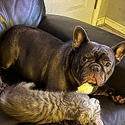 Bichotazo joined the competition — help win amazing prizes! french_bulldog, dog, cat, pet, animal, leather_chair, indoor, resting, fluffy, curious, companion, cozy, fur, ears, paws, relaxed, friendship, home, cute, domestic