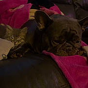 Bala is registered to the contest to win money with this photo: dog, cat, blanket, couch, leather, pet, sleeping, cozy, indoor, nap, fur, animal, relaxed, companion, domestic, friendship, snuggle, brown, pink, quiet