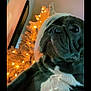 Bala is registered to the contest to win money with this photo: dog, french_bulldog, pet, indoor, christmas_tree, holiday_lights, black_and_white, close_up, wrinkled_face, cute, animal, companion, festive, decorations, warm_lighting, portrait, curious, seated, canine, holiday