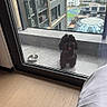 dog, pet, curly_hair, small_dog, dark_fur, tongue_out, standing, window, glass_door, water_bowl, indoor, cityscape, skyscrapers, urban, building, sports_court, glass_dome, wood_floor, bed, daylight