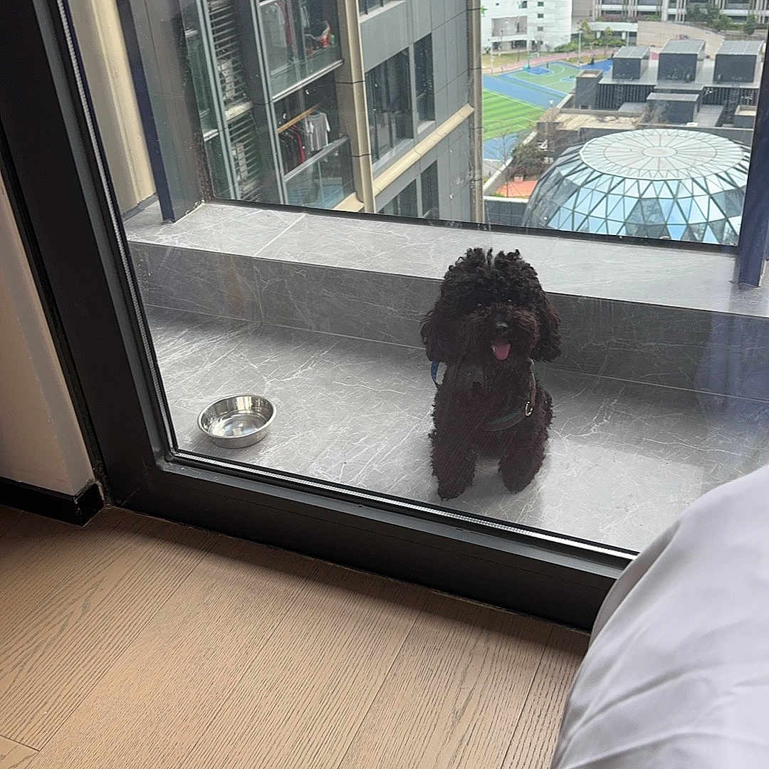 Like joined the competition — help win amazing prizes! dog, pet, curly_hair, small_dog, dark_fur, tongue_out, standing, window, glass_door, water_bowl, indoor, cityscape, skyscrapers, urban, building, sports_court, glass_dome, wood_floor, bed, daylight