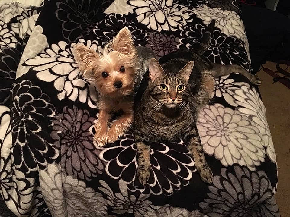 Handsome joined the competition — help win amazing prizes! asian, canidae, carnivore, cat, european_shorthair, fawn, felidae, kitten, mammal, small_to_medium_sized_cats, tabby_cat, terrier, vertebrate, whiskers, yorkshire_terrier