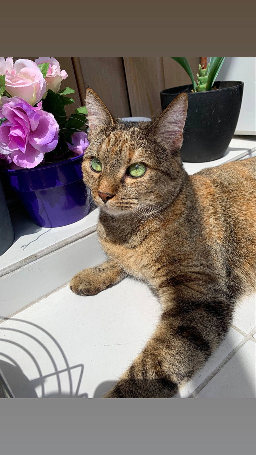 Rosalie participe au concours pour gagner de l'argent avec cette photo : artificial_flower, carnivore, cat, domestic_short_haired_cat, fawn, felidae, flower, flowerpot, fur, houseplant, hybrid_tea_rose, petal, plant, rose, rose_family, small_to_medium_sized_cats, snout, tail, terrestrial_animal, whiskers