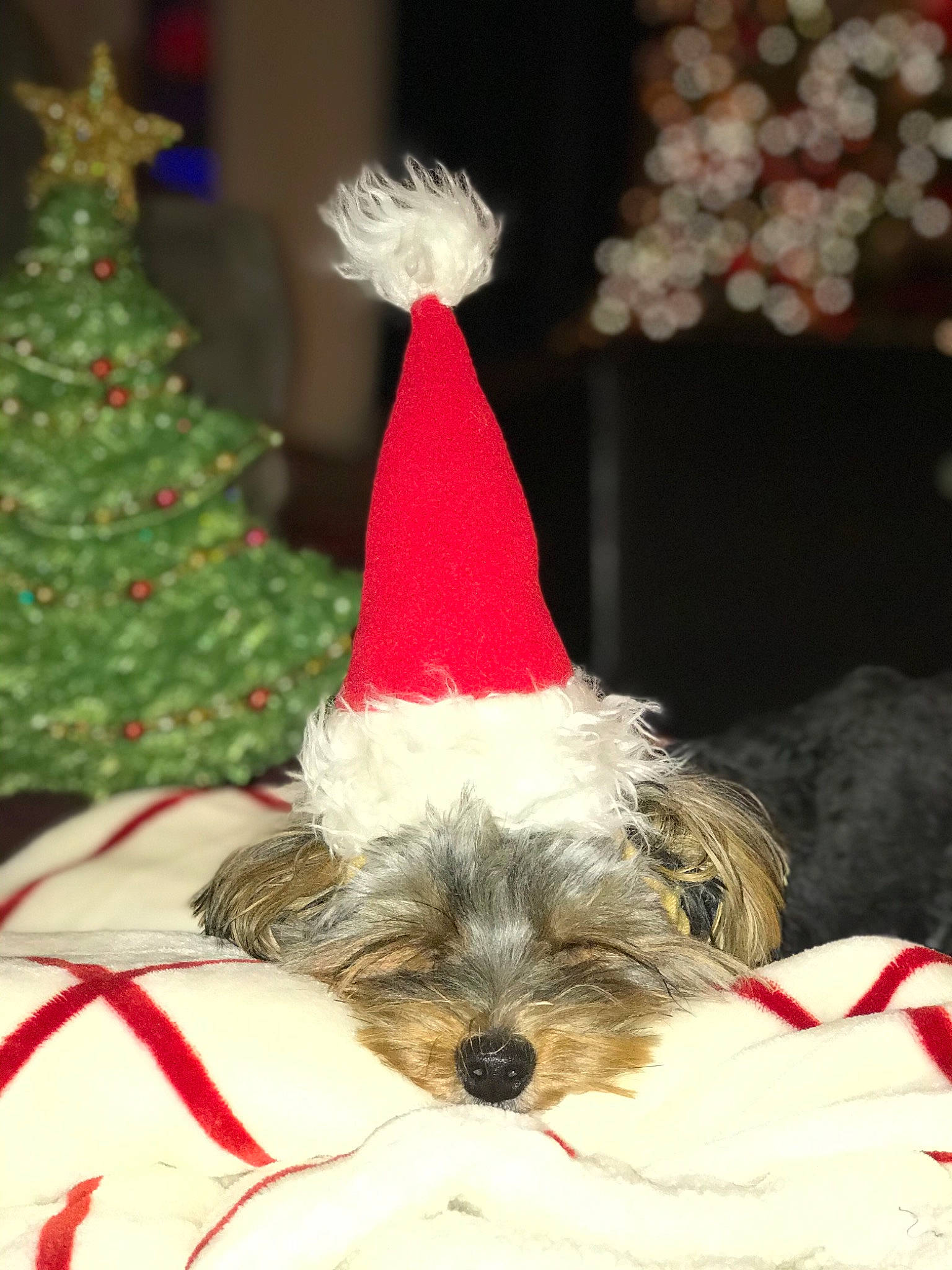 Moose is registered to the contest to win money with this photo: carmine, carnivore, christmas, christmas_decoration, christmas_eve, christmas_tree, companion_dog, costume_accessory, costume_hat, dog, dog_breed, dog_clothes, dog_supply, holiday, interior_design, party_hat, party_supply, small_terrier, terrier, vertebrate