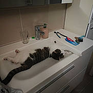 Filou a rejoint le concours — aidez-le/la à gagner de superbes lots ! bathroom, brown, cabinet, cat, countertop, domestic, floor, glass, household, keys, pet, relaxed, sink, soap_dispenser, stretching, striped, tile_wall, toothbrush, toothpaste, white