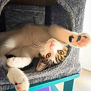Filou participe au concours pour gagner de l'argent avec cette photo : cat, kitten, pet, indoor, feline, paw, whiskers, cute, stretching, gray_cat_condo, cozy, orange_eyes, pink_nose, tabby, fur, animal, relaxing, household, cute_pet, playful