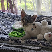 Aslan a rejoint le concours — aidez-le/la à gagner de superbes lots ! cat, kitten, plush_toy, blanket, window, curtain, indoor, resting, feline, soft_toy, star_pattern, green, white, gray, cozy, pet, animal, cute, relaxing, natural_light