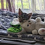 cat, kitten, plush_toy, blanket, window, curtain, indoor, resting, feline, soft_toy, star_pattern, green, white, gray, cozy, pet, animal, cute, relaxing, natural_light