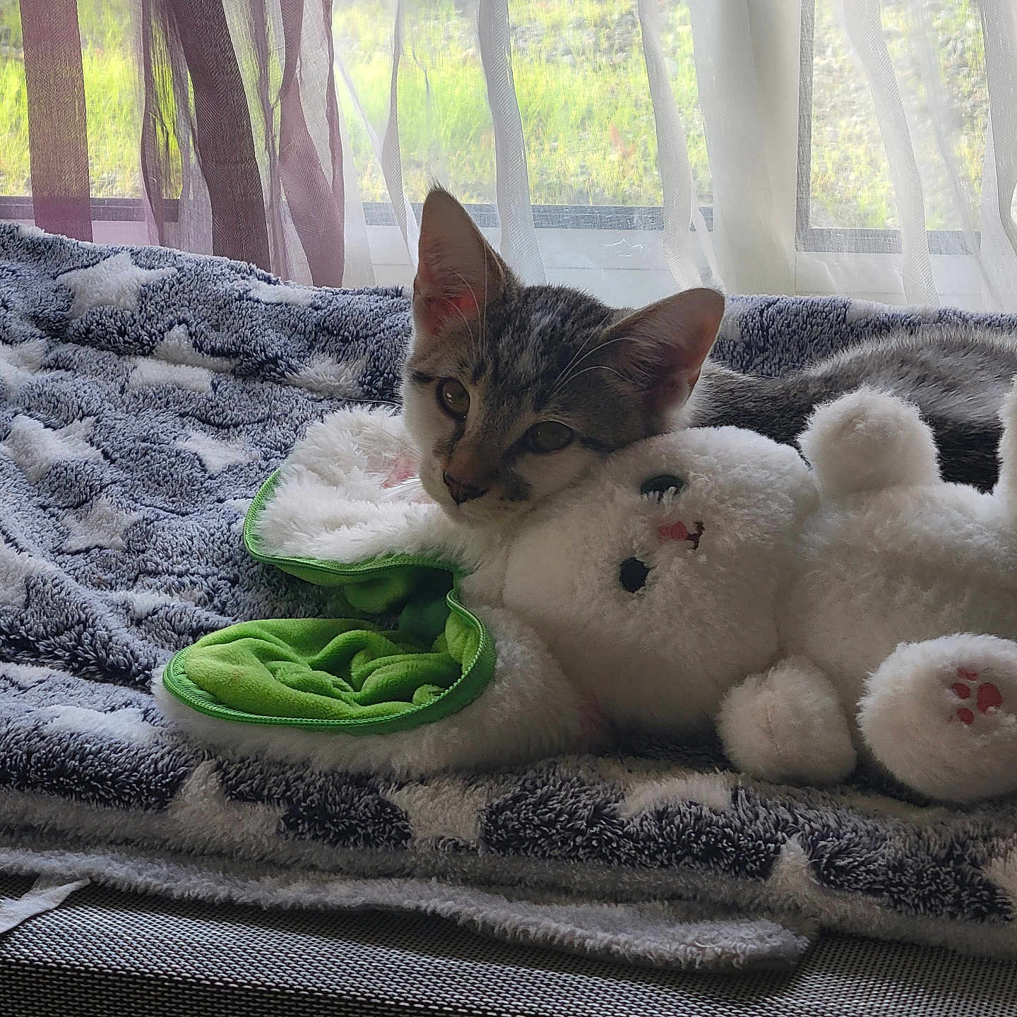 Aslan a rejoint le concours — aidez-le/la à gagner de superbes lots ! animal, blanket, cat, cozy, curtain, cute, feline, gray, green, indoor, kitten, natural_light, pet, plush_toy, relaxing, resting, soft_toy, star_pattern, white, window