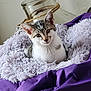 Aslan a rejoint le concours — aidez-le/la à gagner de superbes lots ! cat, kitten, fluffy_blanket, purple_fabric, glass_jar, twine, indoor, pet, feline, cozy, cute, resting, curious, animal, soft_texture, domestic, relaxed, closeup, young_cat, background_object