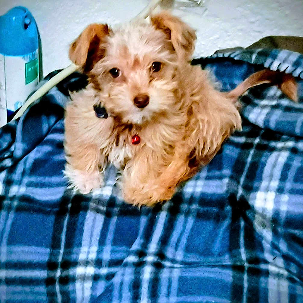 Baby Ii is registered to the contest to win money with this photo: animal, blanket, blue, brown, canister, collar, cute, dog, domestic, fluffy, fur, indoor, looking, lying_down, pet, plaid, puppy, relaxed, small, wall