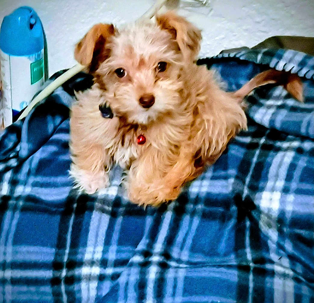 Baby Ii is registered to the contest to win money with this photo: puppy, dog, fluffy, brown, pet, blanket, blue, plaid, indoor, canister, wall, fur, collar, cute, small, animal, domestic, relaxed, lying_down, looking