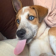 Lola is registered to the contest to win money with this photo: dog, puppy, blue_eyes, tongue_out, close_up, couch, indoor, resting, brown_fur, white_fur, cute, pet, animal, domestic_animal, snout, ears, fur, face, playful, relaxed