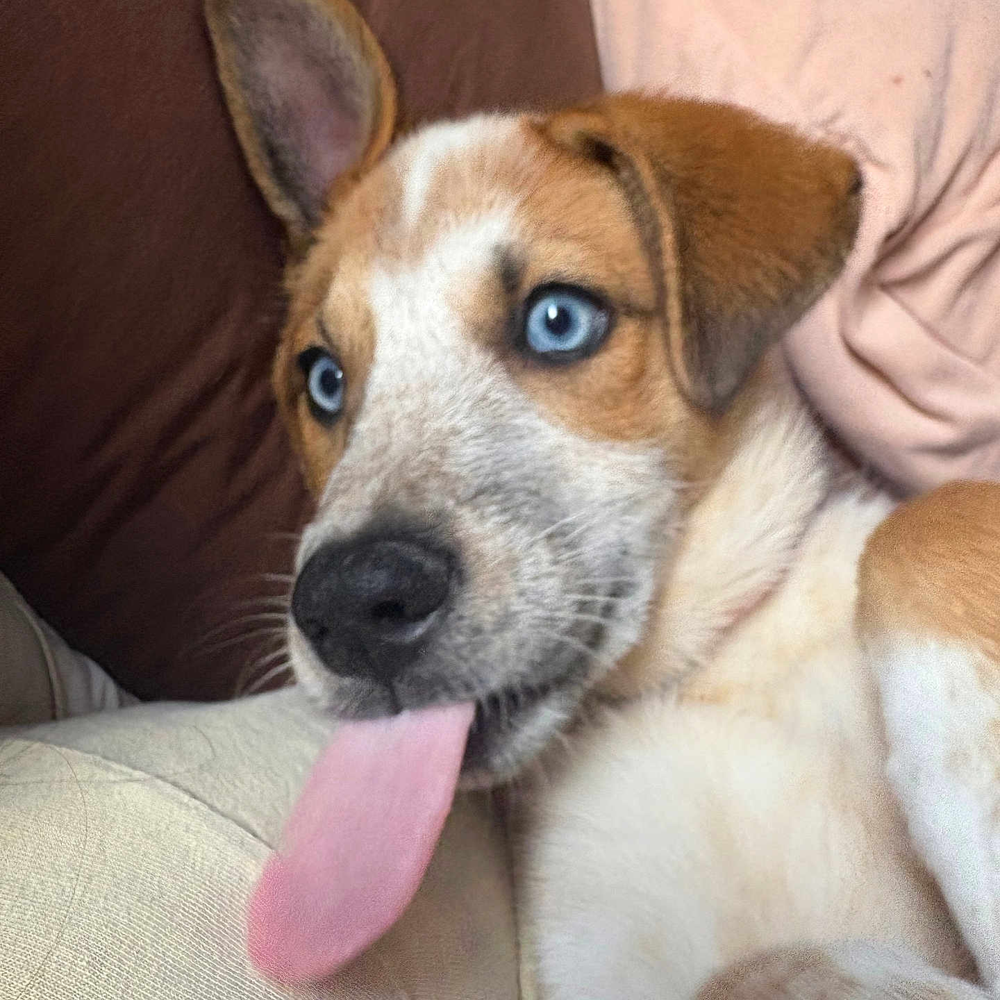 Lola is registered to the contest to win money with this photo: animal, blue_eyes, brown_fur, close_up, couch, cute, dog, domestic_animal, ears, face, fur, indoor, pet, playful, puppy, relaxed, resting, snout, tongue_out, white_fur