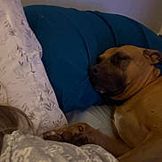 Molly is registered to the contest to win money with this photo: dog, sleeping, bed, pillow, blanket, brown_dog, indoor, resting, pet, cozy, comfort, fur, canine, household, relaxation, domestic_animal, animal, cute, peaceful, nap
