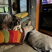 Corona joined the competition — help win amazing prizes! blanket, brown, carpet, couch, cozy, curtains, dog, dog_bed, furniture, home_interior, indoor, knitted_blanket, living_room, patterned, pet, pillow, relaxed, resting, television, window