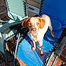 Belle participe au concours pour gagner de l'argent avec cette photo : dog, puppy, animal, pet, portrait, outdoor, sunlight, patio, brick, chairs, blue_chair, green_chair, standing, floppy_ears, white_fur, brown_fur, spotted_fur, pink_nose, looking_at_camera, backyard