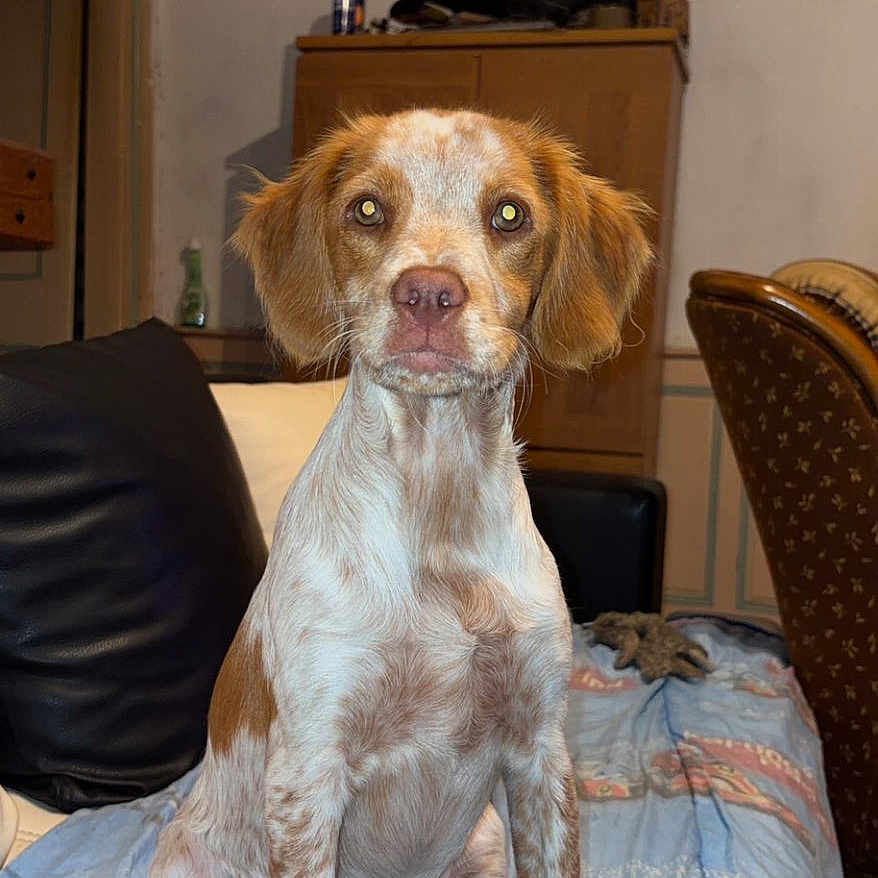 Belle a rejoint le concours — aidez-le/la à gagner de superbes lots ! dog, pet, animal, portrait, sitting, speckled_coat, brown_and_white, floppy_ears, long_snout, dark_eyes, indoors, bed, bedspread, furniture, cabinet, chair, home, cozy, photograph, centered_composition