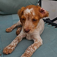 Belle participe au concours pour gagner de l'argent avec cette photo : dog, puppy, animal, pet, portrait, lying_down, sitting, floppy_ears, brown_and_white, freckles, front_paws, fur, face, outdoor, folding_chair, turquoise, relaxed, sleepy, cute, photography