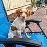 dog, puppy, brown_and_white, sitting, portrait, outdoor, backyard, patio, lounge_chair, blue_chair, brick_paving, house, garden, plants, furniture, floppy_ears, white_fur, brown_patches, pet, animal