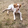 Belle participe au concours pour gagner de l'argent avec cette photo : dog, puppy, brown_and_white, sitting, lying_down, outdoor, grass, yard, pet, animal, portrait, floppy_ears, white_fur, brown_fur, dog_toys, colorful, playful, backyard, ground, relaxed