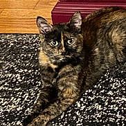 Boop is registered to the contest to win money with this photo: cat, tortoiseshell, pet, animal, feline, indoor, carpet, rug, wooden_floor, furniture, red_furniture, lying_down, looking_at_camera, ears_up, whiskers, eyes, fur, relaxed, domestic_animal, close_up