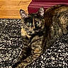 cat, tortoiseshell, pet, animal, feline, indoor, carpet, rug, wooden_floor, furniture, red_furniture, lying_down, looking_at_camera, ears_up, whiskers, eyes, fur, relaxed, domestic_animal, close_up