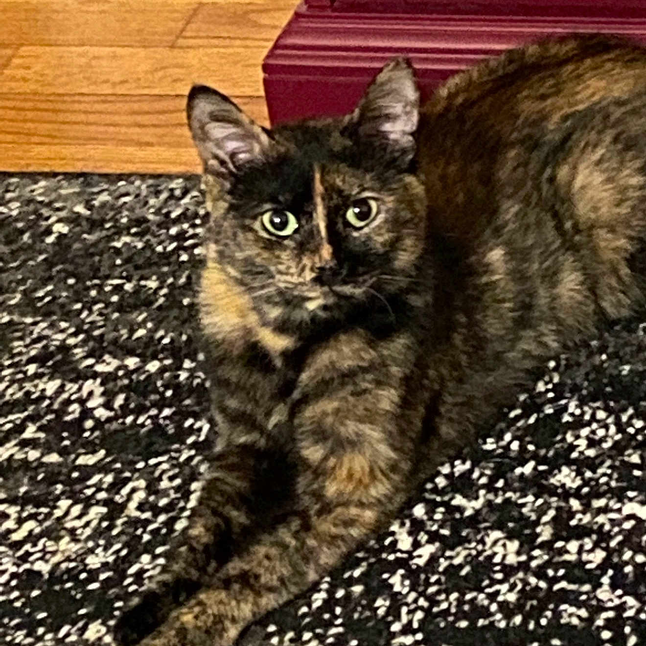 Boop is registered to the contest to win money with this photo: cat, tortoiseshell, pet, animal, feline, indoor, carpet, rug, wooden_floor, furniture, red_furniture, lying_down, looking_at_camera, ears_up, whiskers, eyes, fur, relaxed, domestic_animal, close_up