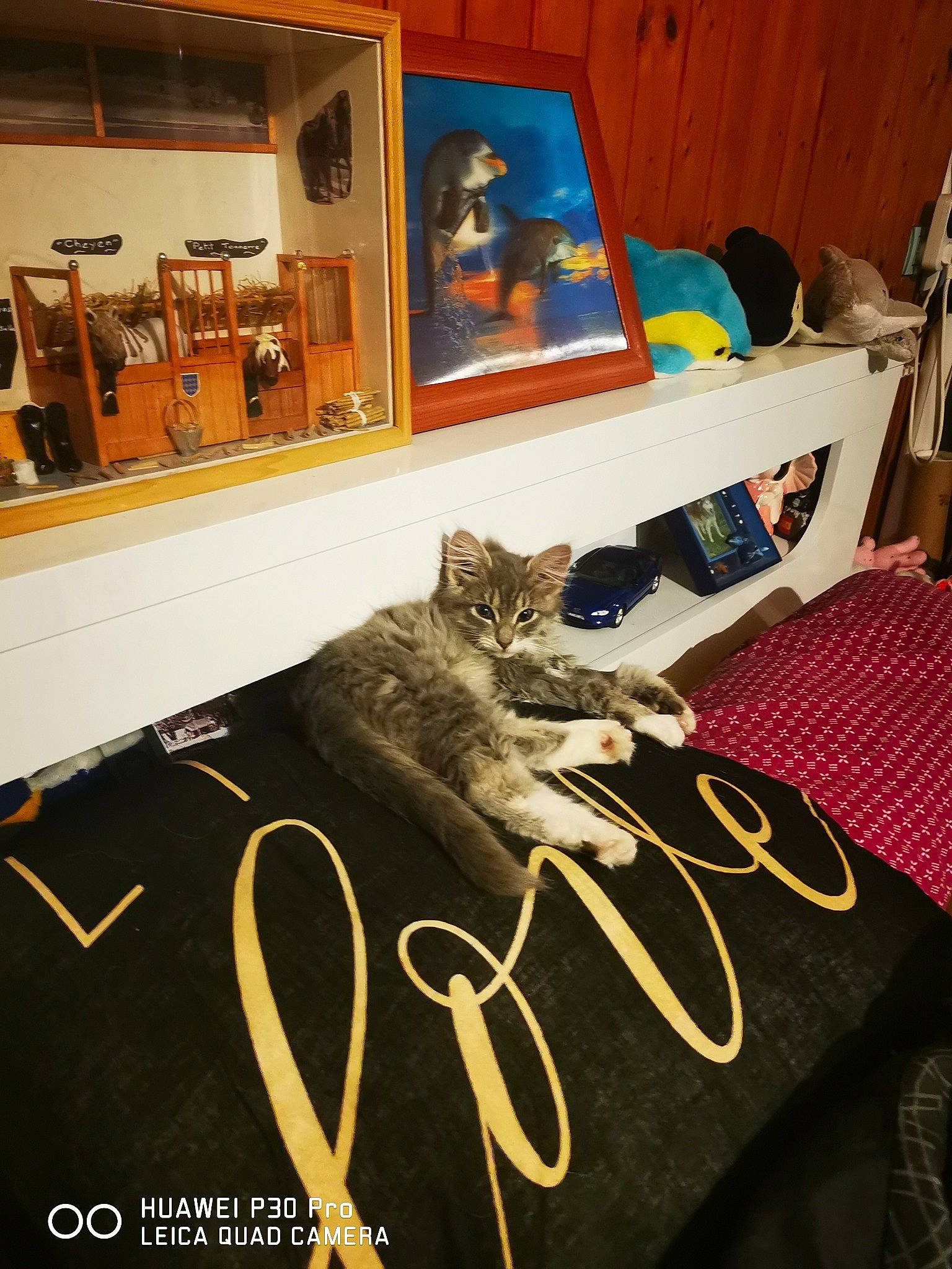 Tekoa participe au concours pour gagner de l'argent avec cette photo : bedding, carnivore, carpet, cat, domestic_short_haired_cat, drawer, felidae, floor, flooring, fur, grey, hardwood, linens, picture_frame, room, shelf, small_to_medium_sized_cats, table, whiskers, wood