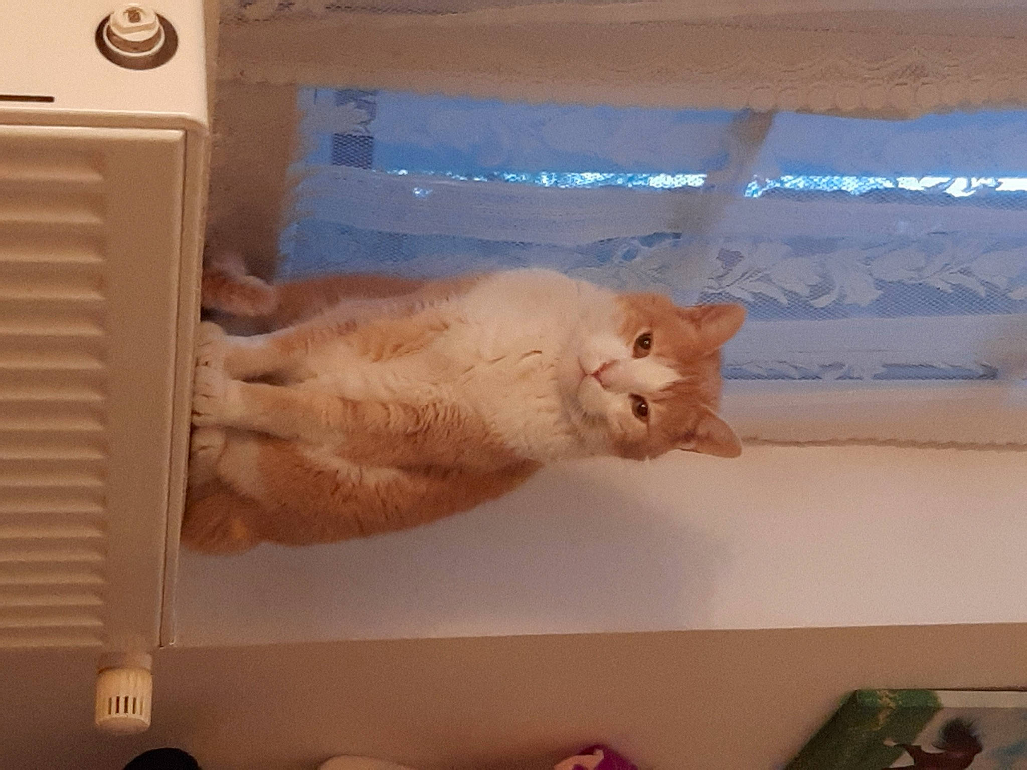 Garfield a rejoint le concours — aidez-le/la à gagner de superbes lots ! carnivore, cat, claw, display_device, domestic_short_haired_cat, fawn, felidae, foot, fur, gadget, gesture, nail, output_device, paw, room, small_to_medium_sized_cats, tail, whiskers, wood