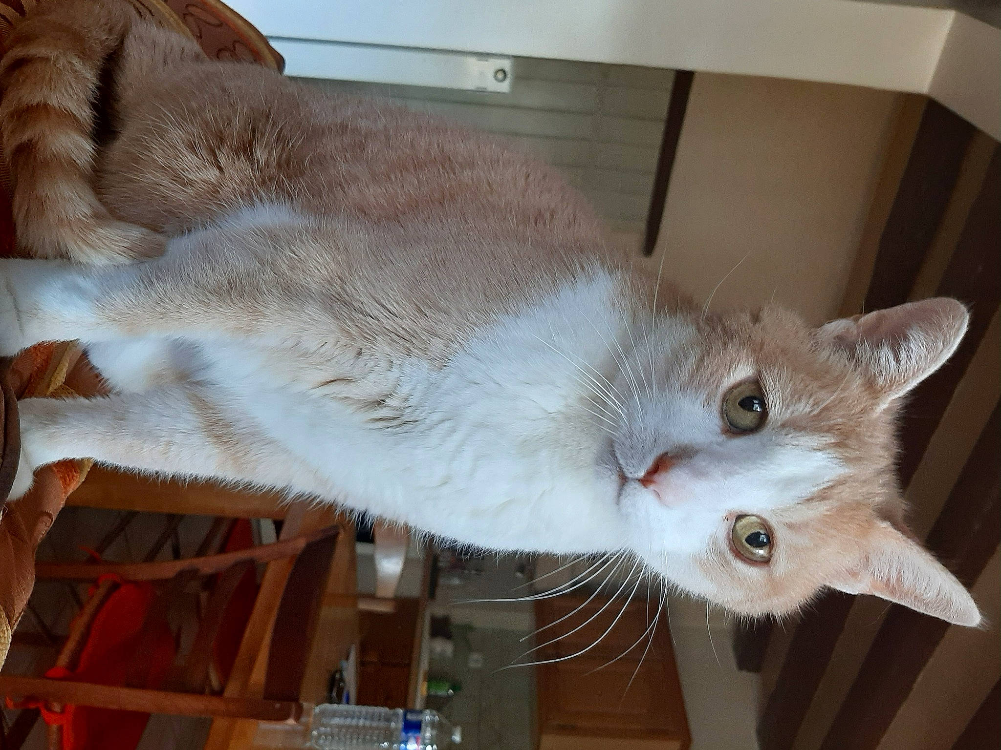 Garfield a rejoint le concours — aidez-le/la à gagner de superbes lots ! carnivore, cat, collar, domestic_short_haired_cat, fawn, felidae, fur, room, small_to_medium_sized_cats, snout, tail, whiskers, wood