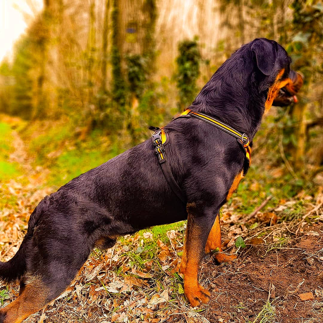 Roc a rejoint le concours — aidez-le/la à gagner de superbes lots ! canidae, carnivore, collar, companion_dog, dobermann, dog, dog_breed, dog_supply, fawn, guard_dog, hound, liver, montenegrin_mountain_hound, pet_supply, plant, sporting_group, tail, tree, working_animal, working_dog