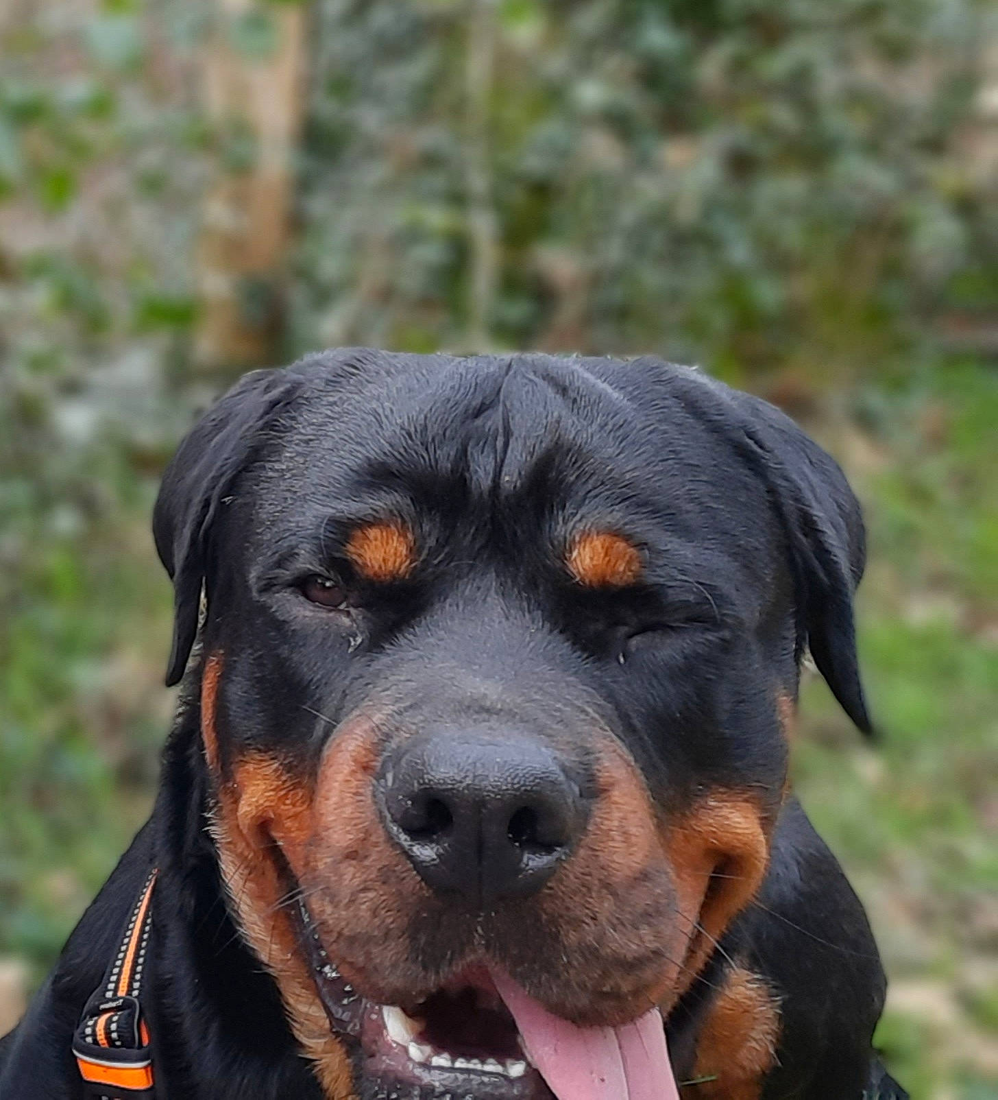 Roc participe au concours pour gagner de l'argent avec cette photo : canidae, carnivore, collar, companion_dog, dog, dog_breed, grass, guard_dog, hound, hunting_dog, rottweiler, terrestrial_animal, whiskers, windshield, working_dog