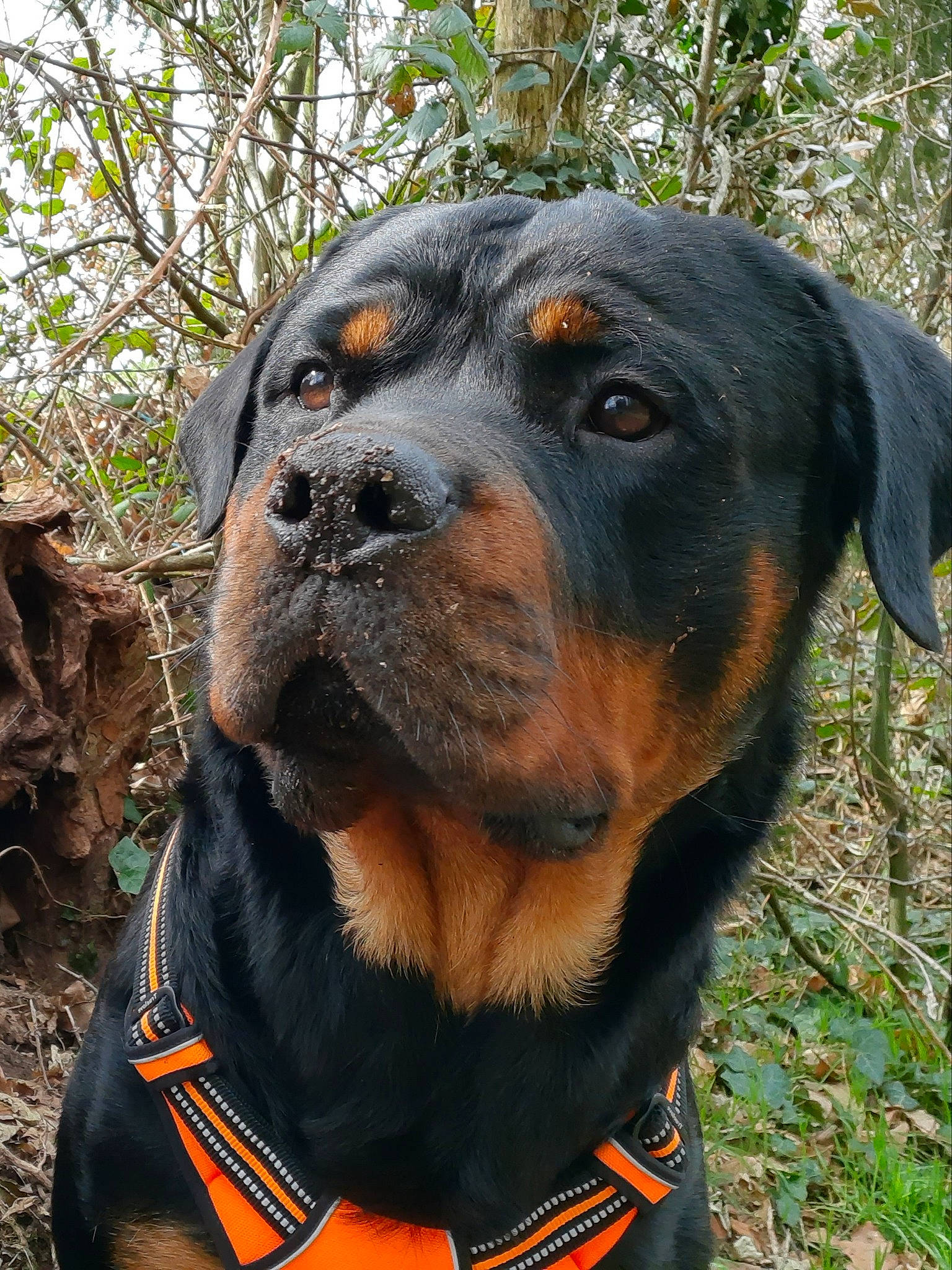 Roc participe au concours pour gagner de l'argent avec cette photo : canidae, carnivore, collar, companion_dog, dog, dog_breed, dog_collar, dog_supply, grass, guard_dog, pet_supply, plant, rottweiler, snout, sporting_group, terrestrial_animal, tree, vertebrate, working_animal, working_dog