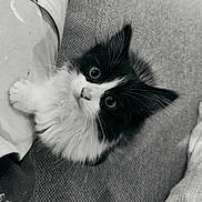 Fidjy participe au concours pour gagner de l'argent avec cette photo : adorable, animal, black_and_white, cat, clothing, curious, cute, eyes, fabric, feline, fluffy, indoor, kitten, pet, sitting, small, soft, texture, whiskers, young