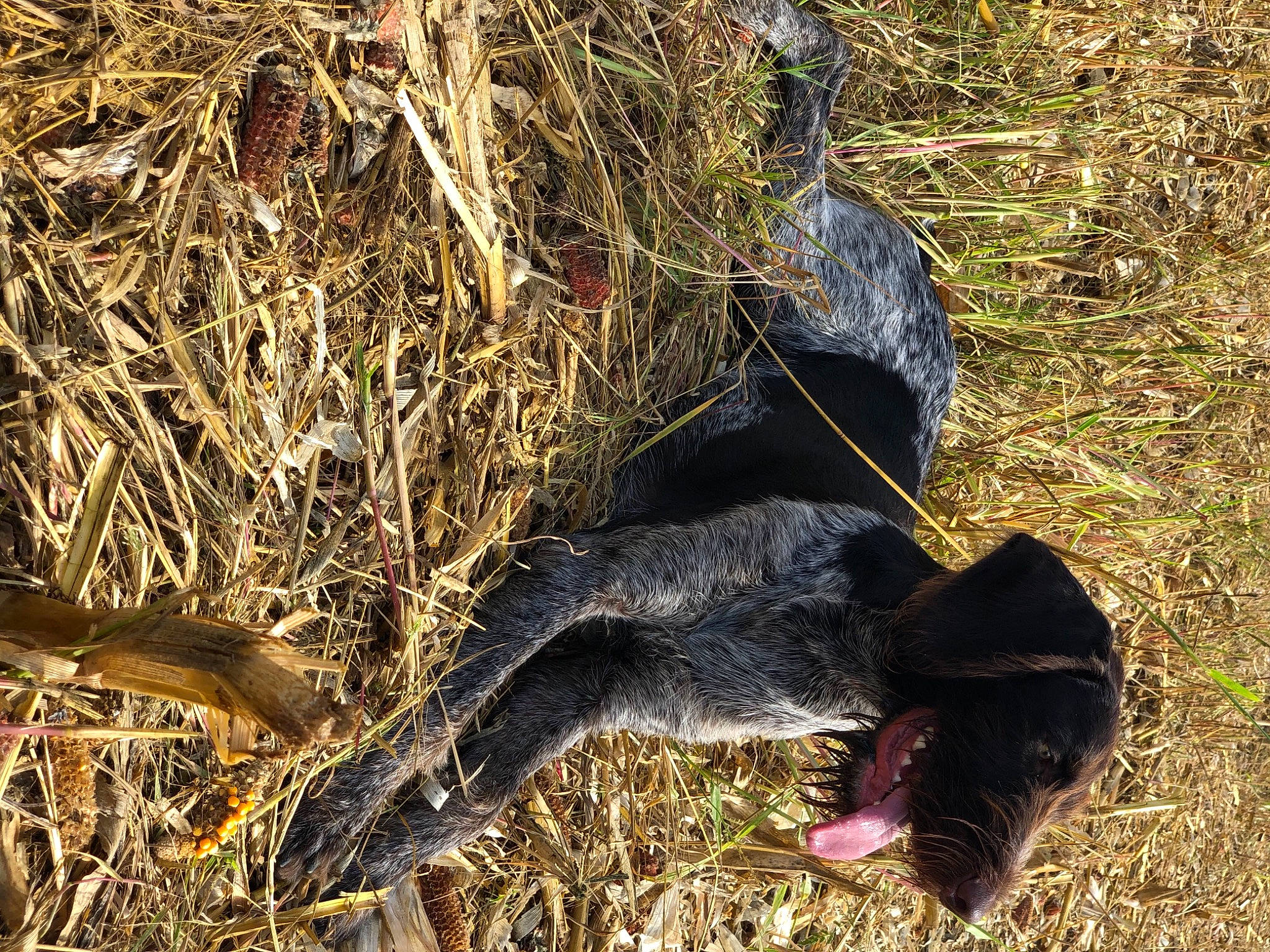 Rio a rejoint le concours — aidez-le/la à gagner de superbes lots ! grass, plant, straw