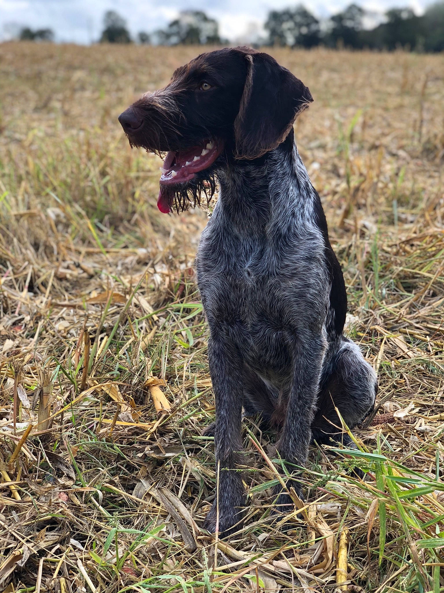 Rio a rejoint le concours — aidez-le/la à gagner de superbes lots ! braque_francais, canidae, carnivore, cesky_fousek, dog, dog_breed, field_trial, german_longhaired_pointer, german_shorthaired_pointer, german_wirehaired_pointer, gun_dog, hunting_dog, mammal, old_danish_pointer, pointer, pointing_breed, sporting_group, stichelhaar, vertebrate