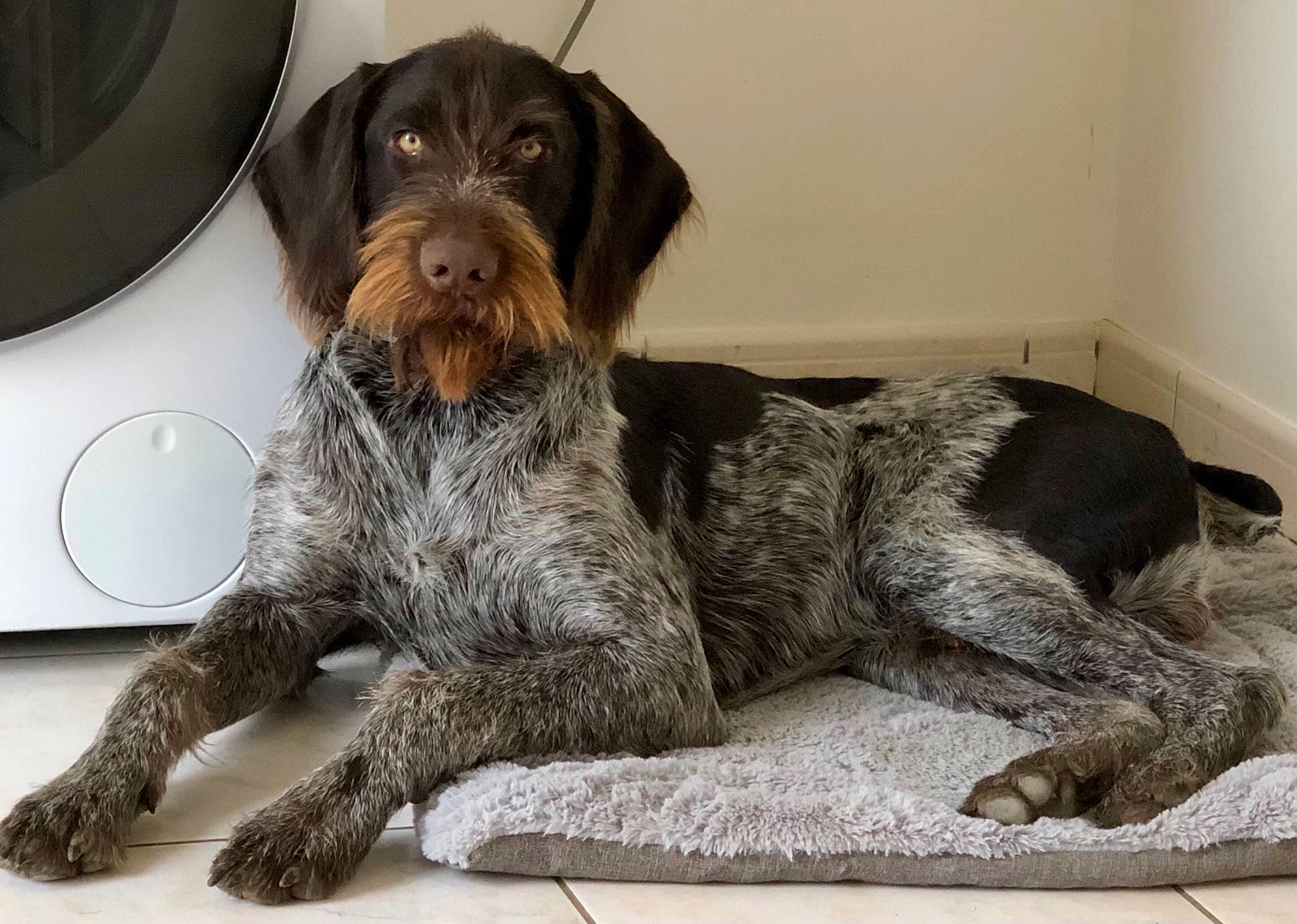 Rio a rejoint le concours — aidez-le/la à gagner de superbes lots ! canidae, carnivore, cesky_fousek, companion_dog, dog, dog_breed, german_longhaired_pointer, german_shorthaired_pointer, german_wirehaired_pointer, hunting_dog, mammal, old_danish_pointer, pointer, pointing_breed, pudelpointer, spinone_italiano, sporting_group, stichelhaar, vertebrate, wirehaired_pointing_griffon