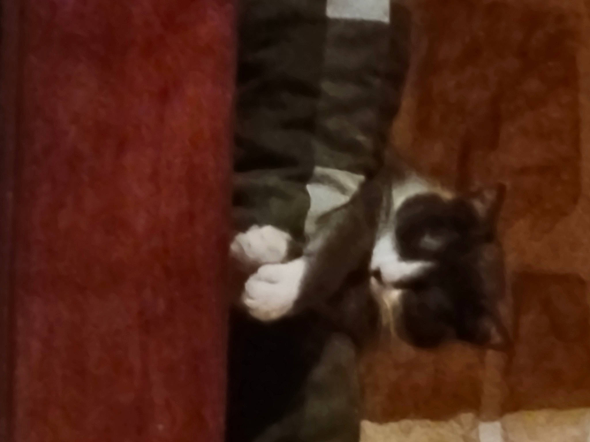 Sydney participe au concours pour gagner de l'argent avec cette photo : brown, carnivore, cat, dog_breed, felidae, floor, flooring, fur, hardwood, human_leg, room, small_to_medium_sized_cats, snout, sporting_group, tail, terrestrial_animal, whiskers, wood, wood_stain