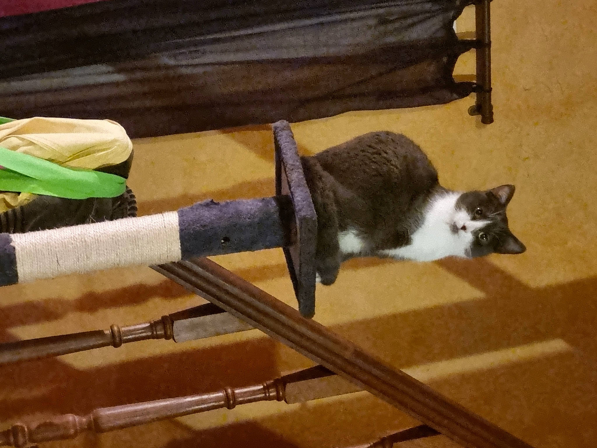 Sydney participe au concours pour gagner de l'argent avec cette photo : carnivore, cat, cat_supply, domestic_short_haired_cat, felidae, flooring, fur, hardwood, metal, pet_supply, porch, small_to_medium_sized_cats, tail, weaving, whiskers, wood