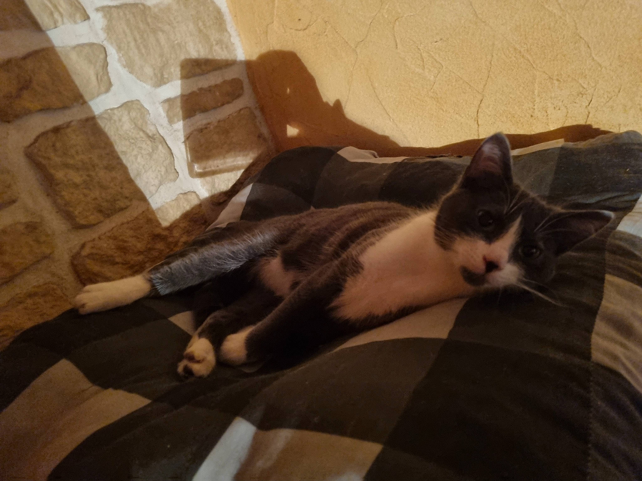 Sydney participe au concours pour gagner de l'argent avec cette photo : carnivore, cat, comfort, domestic_short_haired_cat, felidae, floor, flooring, fur, grey, hardwood, human_leg, lap, linens, room, small_to_medium_sized_cats, tail, tints_and_shades, vertebrate, whiskers, wood