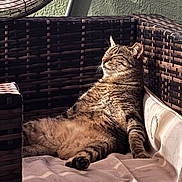 Squiggy joined the competition — help win amazing prizes! animal, cat, comfort, cozy, cushion, cute, fluffy, furniture, home, indoor, lazy, lounging, pet, relaxed, resting, sleepy, sofa, striped, sunlight, tabby