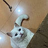 Casper joined the competition — help win amazing prizes! cat, white_cat, fluffy, blue_eyes, curly_tail, pet, animal, feline, indoors, tile_floor, home, furniture, peeking, looking_up, whiskers, ears, tail, cute, portrait, domestic_animal