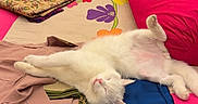 Casper joined the competition — help win amazing prizes! cat, white_cat, sleeping, lying_down, belly_up, relaxed, pet, animal, bed, bedroom, pink_bedding, floral_pattern, pillows, blanket, clothing, folded_clothes, nightstand, lamp, indoor, portrait