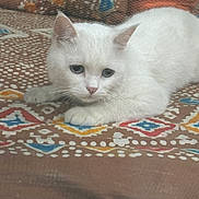 Casper is registered to the contest to win money with this photo: cat, kitten, white_cat, fluffy, feline, pet, animal, blue_eyes, pink_nose, whiskers, ears, lying_down, relaxed, indoors, cushion, blanket, patterned_fabric, close_up, portrait, cute