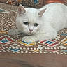 cat, kitten, white_cat, fluffy, feline, pet, animal, blue_eyes, pink_nose, whiskers, ears, lying_down, relaxed, indoors, cushion, blanket, patterned_fabric, close_up, portrait, cute