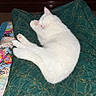 Casper joined the competition — help win amazing prizes! cat, kitten, white_cat, sleeping, sleepy, curled_up, paw, pink_nose, pink_paw_pads, fluffy, fur, pet, animal, cushion, green_fabric, patterned_textile, cozy, indoors, resting, cute