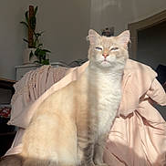 Lazulis a rejoint le concours — aidez-le/la à gagner de superbes lots ! cat, cream_colored, blue_eyes, sitting, stool, pink_blanket, indoor, plant, sunlight, furniture, cozy, domestic, pet, animal, feline, soft_fur, relaxed, warm_light, home, comfortable